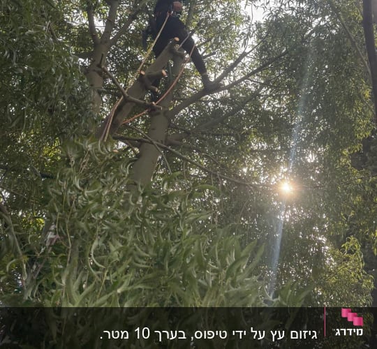 אדם גוזם עץ גבוה עם שמש ברקע